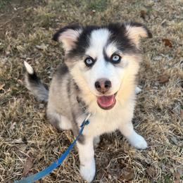Moana - Black and white female Pomsky puppy in Henderson, Kentucky from Paris Pomskies