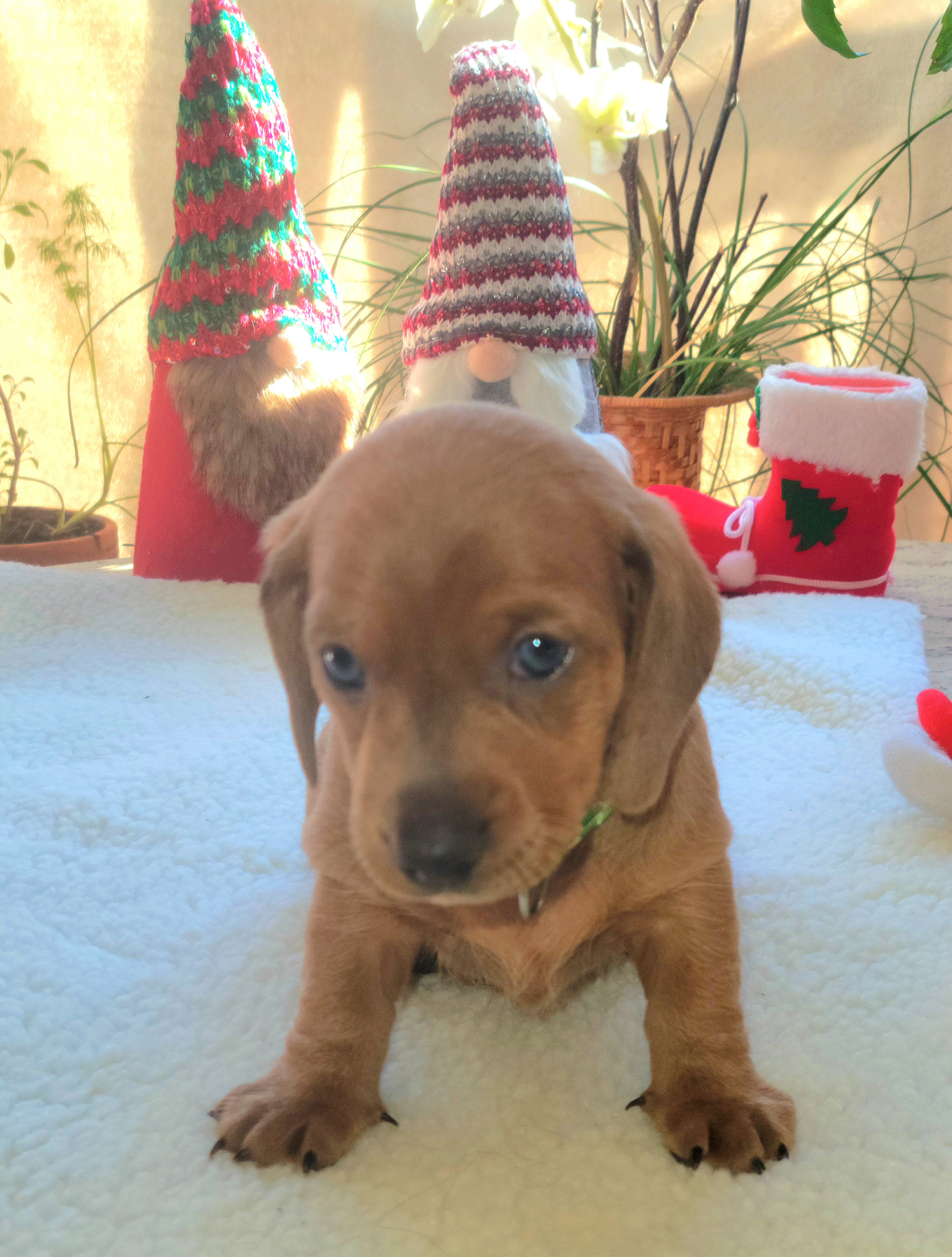 Dachshund Puppies from Evie's Mini Smooth Doxie Ranch