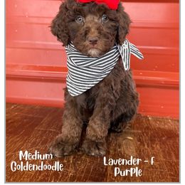 Lavender - Chocolate female Goldendoodle puppy in Fort Lupton, Colorado from Puppy Paws Colorado