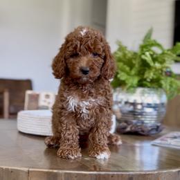 Violet - Red  female Goldendoodle puppy in St George, Utah from Doodle Bears of Southern Utah