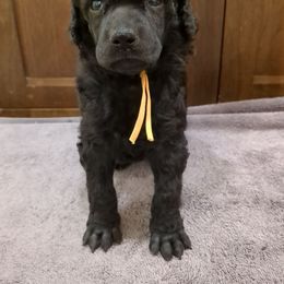 Cypress (girl) - yellow collar - Blue female Poodle puppy in Tullahoma, Tennessee from Peaceful Valley Poodles