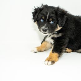 Toy Australian Shepherd Puppies from Tater Tails Toy Aussies