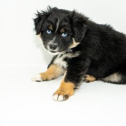 Toy Australian Shepherd Puppies from Tater Tails Toy Aussies