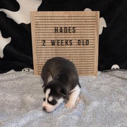 Hades - Black and white male Siberian Husky puppy in Brunswick, Ohio from Blue Star Siberians