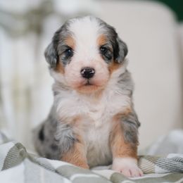 Mauve - Merle female Bernedoodle puppy in Dundee, Ohio from Down Home Doodle