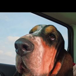 Basset Hound and Golden Retriever All Grown Up from Storm Chasers- Golden Retrievers & Basset Hounds