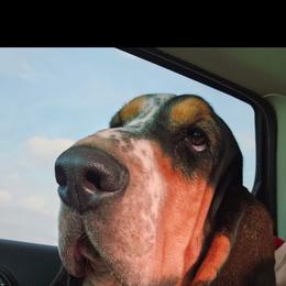 Basset Hound and Golden Retriever All Grown Up from Storm Chasers- Golden Retrievers & Basset Hounds
