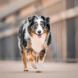 Miniature Australian Shepherd and Toy Australian Shepherd All Grown Up from Rolling Ridge Farms