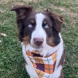 Australian Shepherds from Aussie Odyssey