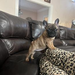 Rose AKA Red girl - Fawn female French Bulldog puppy in Berea, Kentucky from Bully Life Farms
