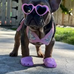 Cali Girl - French Bulldog
