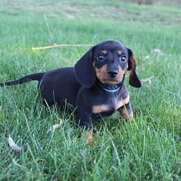 Stella's Boy 1 - Black and tan male Dachshund puppy in Craig, Colorado from Rocky Mountain Shih Tzus and Dry Creek Miniature Dachshunds