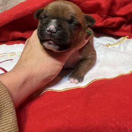 Dasher - Red male American Staffordshire Terrier puppy in Marietta, Georgia from Ambition Amstaffs