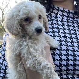 Teal Collar - Apricot male Poodle puppy in Macon, Georgia from Mystic Mini Poodles