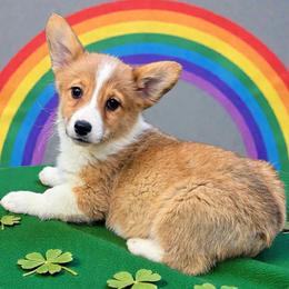 Female 3 - Red female Pembroke Welsh Corgi puppy in Unicoi, Tennessee from East Tennessee Clark Corgis