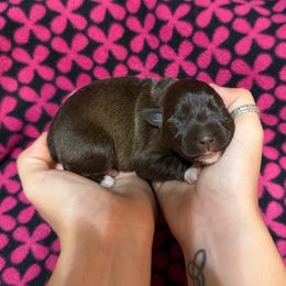 Boy 1 - Liver male Miniature Schnauzer puppy in Brownwood, Texas from Texas Dreams Mini Schnauzers