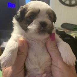 Shihpoo and Shih Tzu Puppies from Fuller Shih Tzus