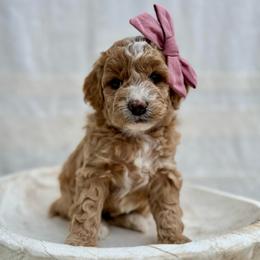Holly - Apricot female Goldendoodle puppy in Rio Linda, California from Plush Doodles