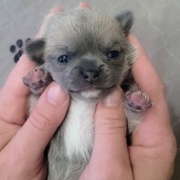 Boy 1 - Black sabled fawn male Chihuahua puppy in Downey, Idaho from Seven Diamond Chihuahua's
