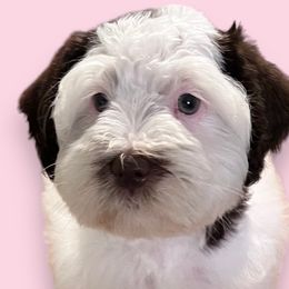 Miniature Schnauzers from My Schnauzer Pal 2