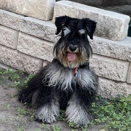 Milan - Miniature Schnauzer