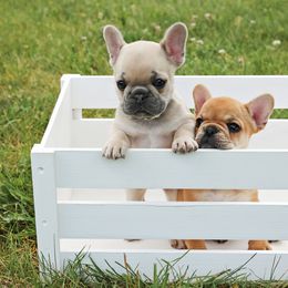 French Bulldogs from Brickhouse Frenchies MT