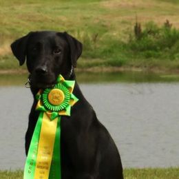 Labrador Retrievers from Alabama Pointing Labradors