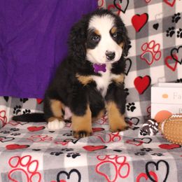 Bernese Mountain Dog and Golden Retriever Puppies from Colson Kennels