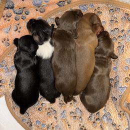 Dachshund Puppies from TS Dachshunds