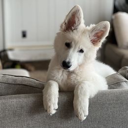 Berger Blanc Suisse Puppies from Nasha Comanda White Swiss Shepherds
