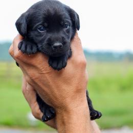 Teal Girl - Black female Labrador Retriever puppy in Linville, Virginia from Virginia Labradors