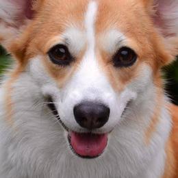 Pembroke Welsh Corgis from Anlen Pembroke Welsh Corgis
