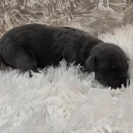 Michael - Blue male Great Dane puppy in Colorado Springs, Colorado from Pilot Danes