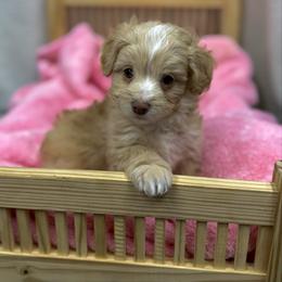 Lennon - Cream male Aussiedoodle puppy in Science Hill, Kentucky from Southern Paws Kennels