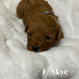 Skye - Red  female Goldendoodle puppy in Graham, North Carolina from Geise Meadow Doodles