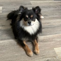 Pomeranians from My Bella’s Pomeranians