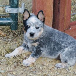Zoey - Blue speckled female Australian Cattle Dog puppy in Redding, California from Lone Pine Kennel