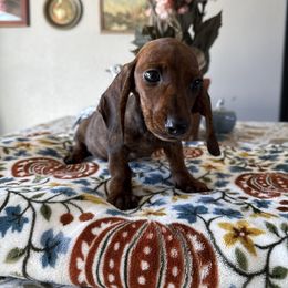 Orlando - Brindle male Dachshund puppy in Temecula, California from Naomi Magee's Dachshund Kennel