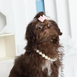 Truffles - Liver female Shih Tzu puppy in Douglas, Massachusetts from Majesty’s Shih Tzus