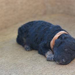 Brown collar male - Phantom male Bernedoodle puppy in Scottsboro, Alabama from Dixie Land Doodles