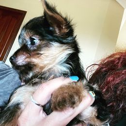 Yorkshire Terrier Puppies from Sandra's Pups