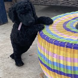 Poodle Puppies from Turkhaven