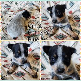 Girl 3 - Blue female Australian Cattle Dog puppy in Bradford, Arkansas from Cedar Rock Heelers and Kelpies
