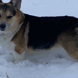 Muggs - Pembroke Welsh Corgi