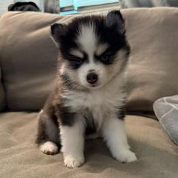 Bubbles - Black and white female Pomsky puppy in West Sacramento, California from Pinkie's Pomskies