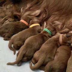 Irish Setter Puppies from Stomar Irish Setters