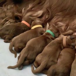 Irish Setter Puppies from Stomar Irish Setters