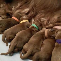 Irish Setter Puppies from Stomar Irish Setters