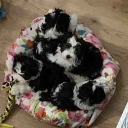 Biewer Terrier, Chinese Crested, and Havanese Puppies from Meadowview Havanese