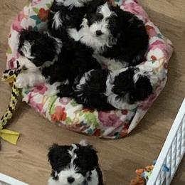 Biewer Terrier, Chinese Crested, and Havanese Puppies from Meadowview Havanese